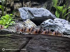 -上海海洋水族馆