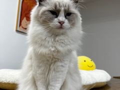 -有喵·猫咖·狗咖·30几只猫10只小狗(岗厦店)