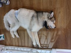 -Husky Go! 哈士奇体验馆·宠物咖啡厅狗咖