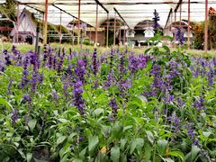 -金马仑薰衣草花园(Cameron Lavender)