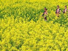 -黄河富景生态世界