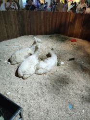 -长沙云顶星河游乐园(步步高·梅溪新天地店)