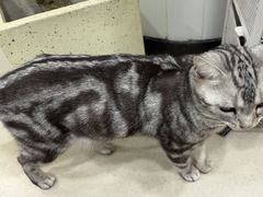 -共舞时光猫咖·狗咖(新街口店)