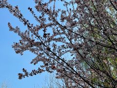 -桃花堤公园