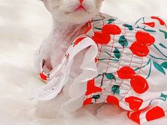 -70cat德文卷毛猫·缅因猫纯种猫舍