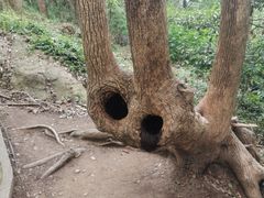 -上海佘山国家森林公园天马山园