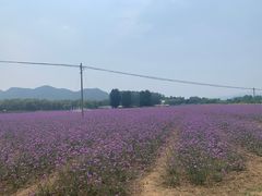 -北京东方普罗旺斯薰衣草庄园