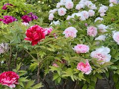 -莲花池公园