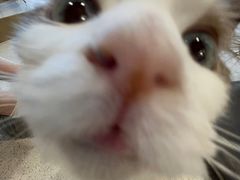 -飞行喵MR PILOT|猫舍·猫咖(静安大融城店)