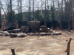 -上海野生动物园老虎餐厅