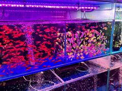 -青石桥花鸟鱼虫市场(叠翠城店)