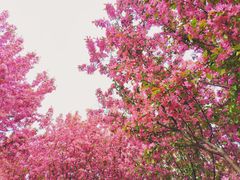 -东升八家郊野公园