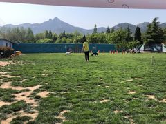 -趣玩宠物乐园寄养训犬训狗游泳池
