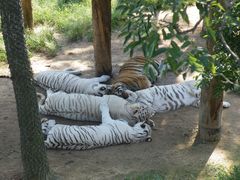 -西霞口神雕山野生动物世界
