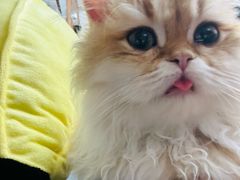 -青奢宠物·青奢猫舍