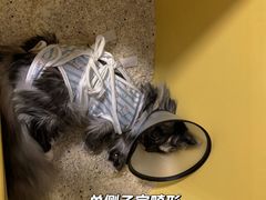 -喜多萌中农锦绣动物医院24H·猫科·牙科MRI·CT
