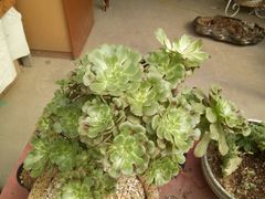 -龙大花卉苗木市场