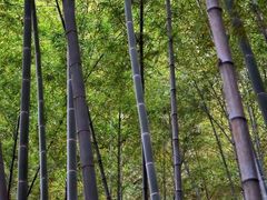 -杭州黄龙洞