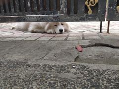 -张乐平故居