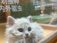 -帕帕拉兹宠物(亚洲旗舰店)