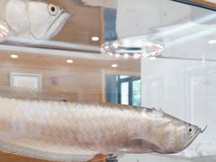 -上海吉涛生物科技有限公司