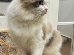 -楼上猫咖(罗湖店)