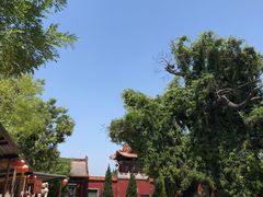 -大槐树寻根祭祖园