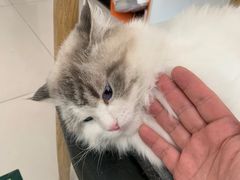 -平行世界·猫咖(首经贸店)
