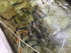 -北京龙庆四季香农家饭庄·灶台鱼·碳烤虹鳟鱼(龙庆峡店)