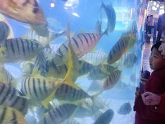 -烟台海昌鲸鲨海洋公园