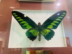 -上海昆虫博物馆