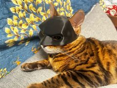 -纳吉亚猫专科动物诊疗中心(蒋宅口分院)