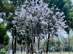 -西北湖绿化广场