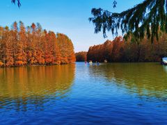 -上海海湾国家森林公园