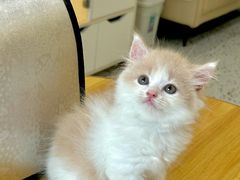 -柚子猫舍·精品猫舍购猫·猫咪认养·购宠·宠物店