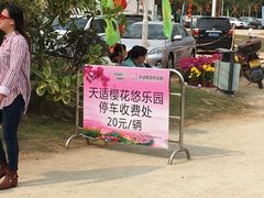 -天适樱花悠乐园