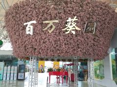 -百万葵园