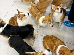 -南京宠物基地·宠物狗宠物猫售卖(南京店)