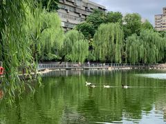 -莲湖公园