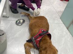 -达爱动物医院·犬猫分区·CT·复杂眼科(远洋山水分院)