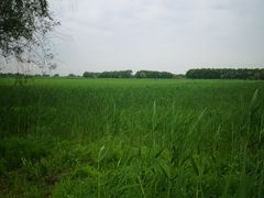 -白渔泡湿地公园