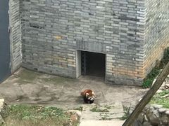 -都江堰中华大熊猫苑