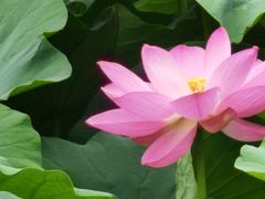 -莲池书院博物馆