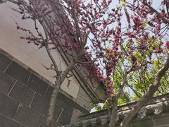 -蓬莱阁景区