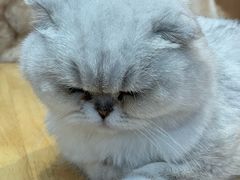 -是阿柴呀！柴犬咖啡·爱喵喵猫咖