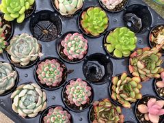 -金陵花卉交易市场