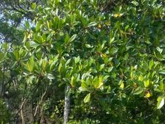 -东寨港红树林旅游区