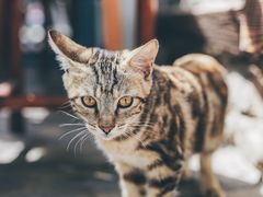 -喵屿·大理花园猫咖