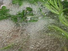 -烹然四季椰子鸡火锅(姚家园万象汇店)