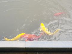 -景德镇中国陶瓷博物馆西山湖凯莱度假酒店